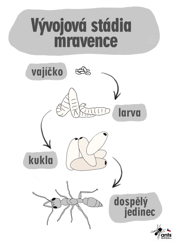Vývojová stádia mravence