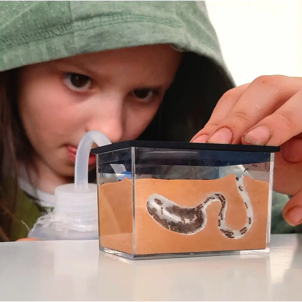 Mravenec žaludový v miniformikáriu