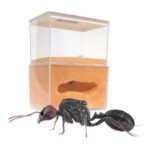 Messor barbarus, mravenec vhodný pro začátečníky