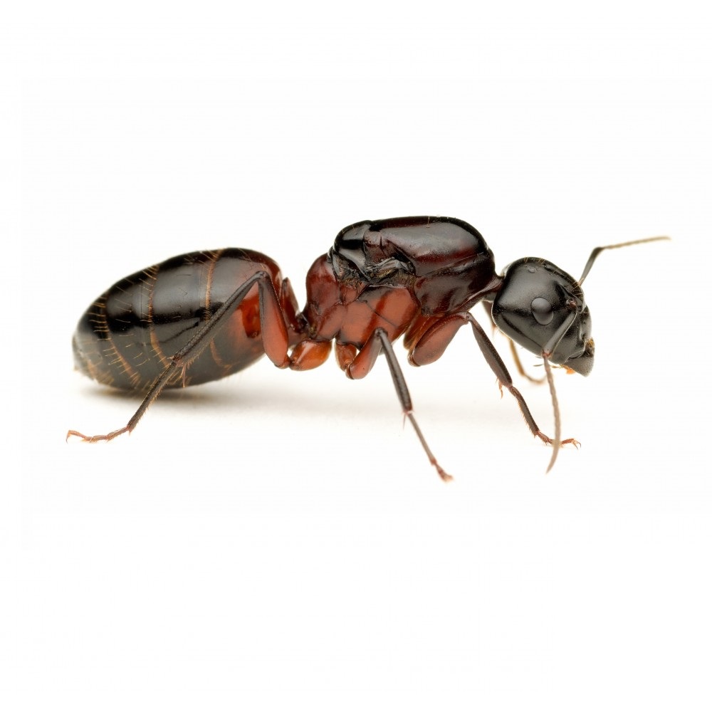 Camponotus ligniperda