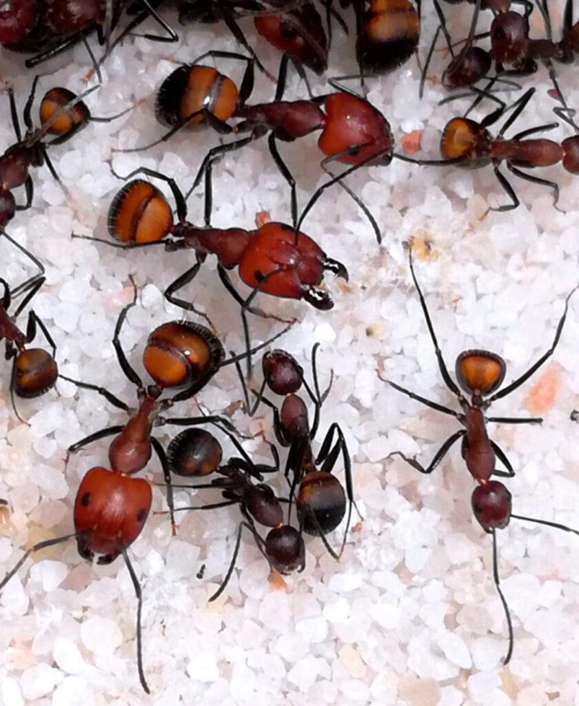 Camponotus nicobarensis