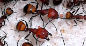 Camponotus nicobarensis