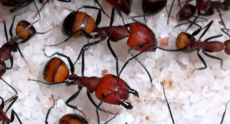 Camponotus nicobarensis