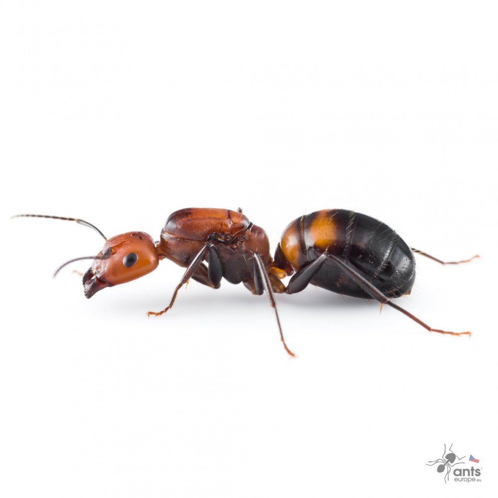 Camponotus nicobarensis