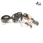 Mravenec zrnojed Messor barbarus