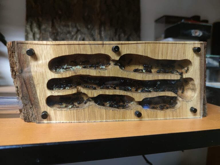 Mravenec dřevokaz, Camponotus ligniperda