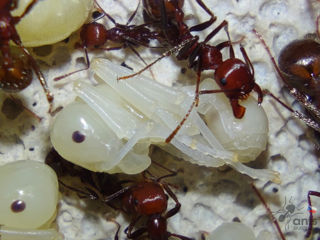 Kukla mravence zrnojeda