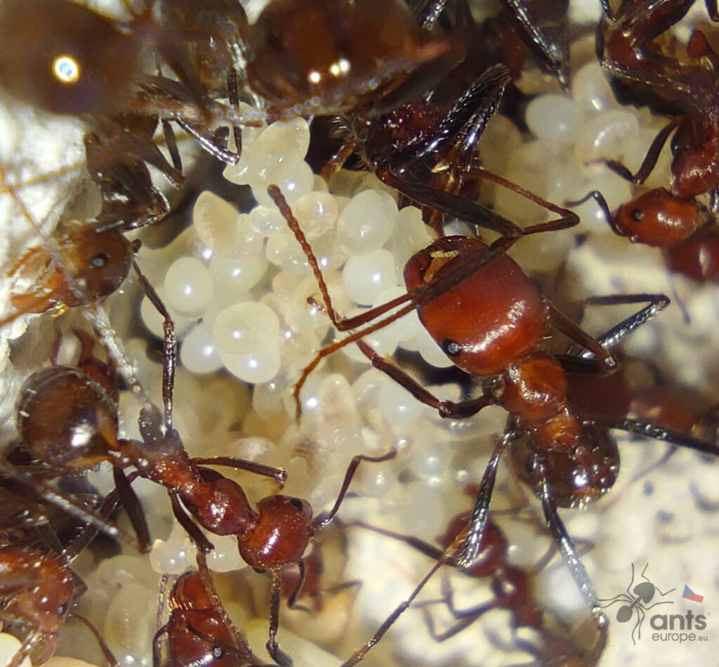 Vajíčka mravence zrnojeda