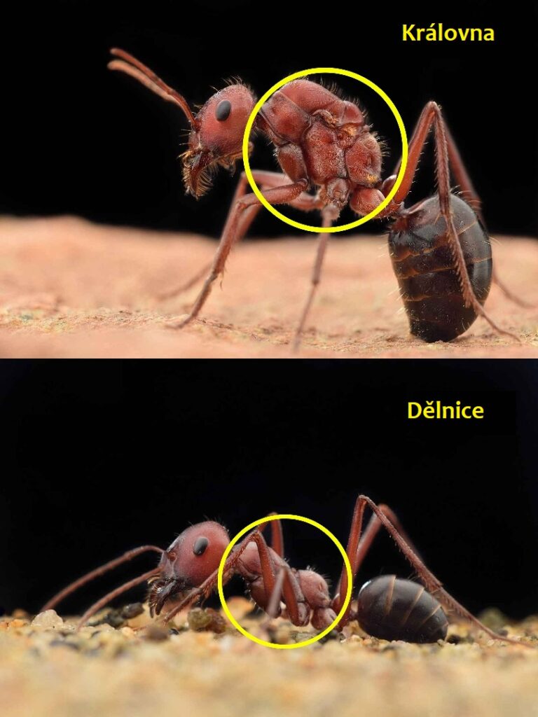 Boční pohled na morfologii mravence