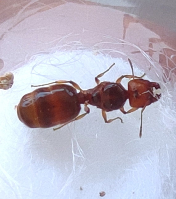 Královna mravence Pheidole pallidula