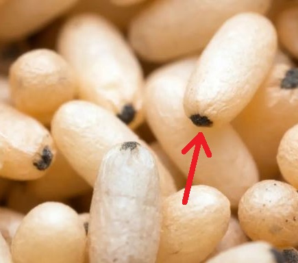 Kukla mravence s kokonovým obalem.