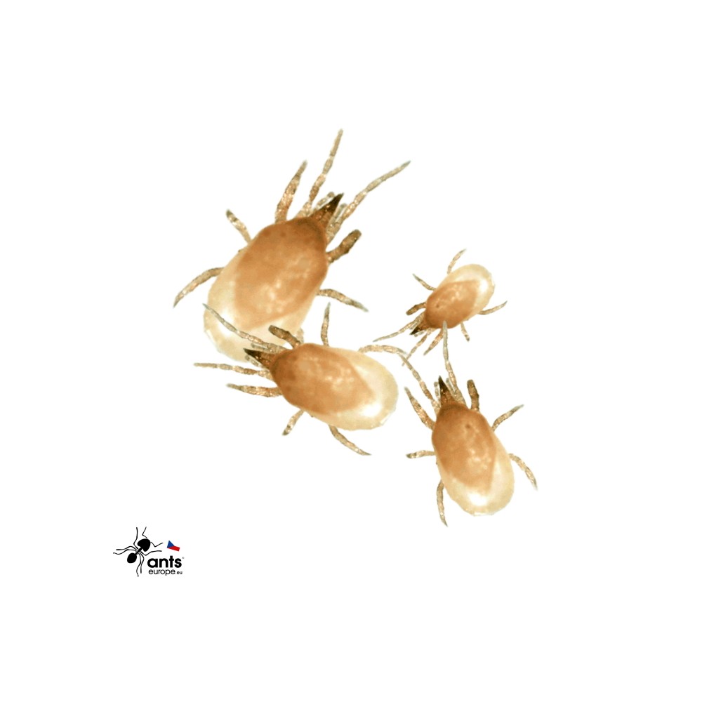 Predátorský roztoč Hypoaspis