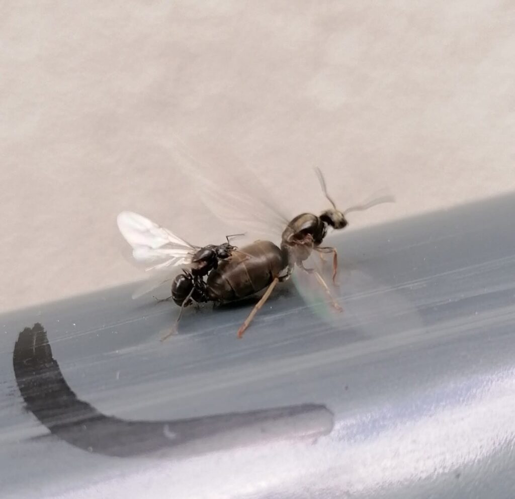 rojení mravence obecného