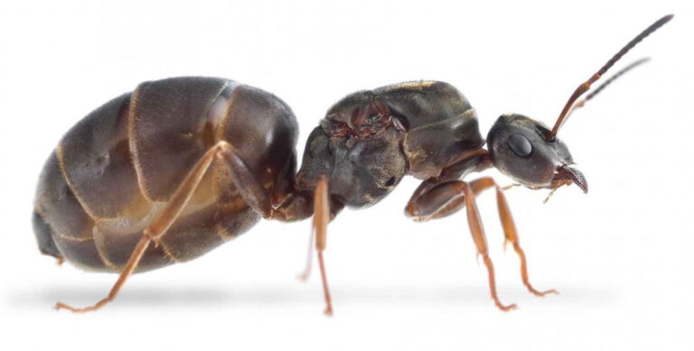 Mravenec obecný, Lasius niger