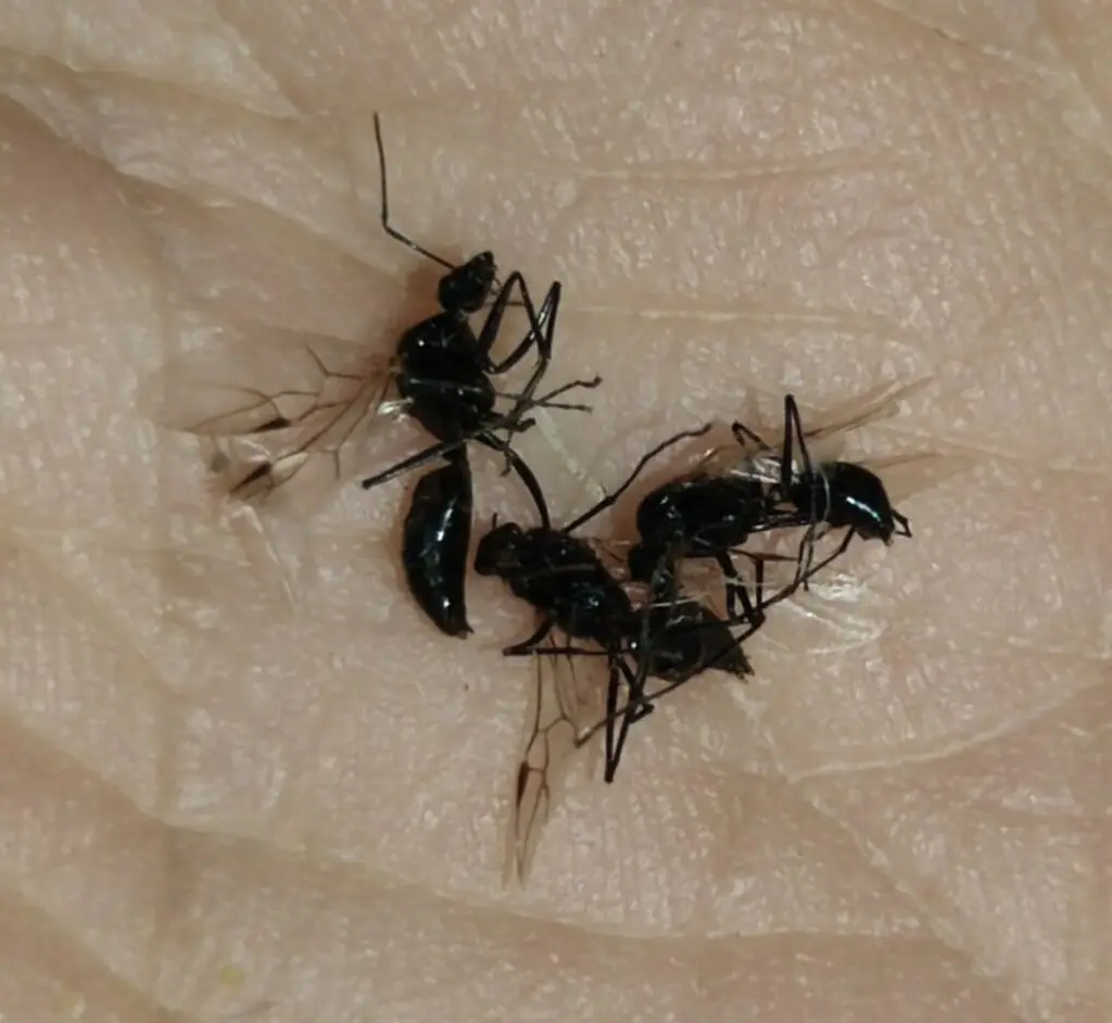 Samec Camponotus aethiops