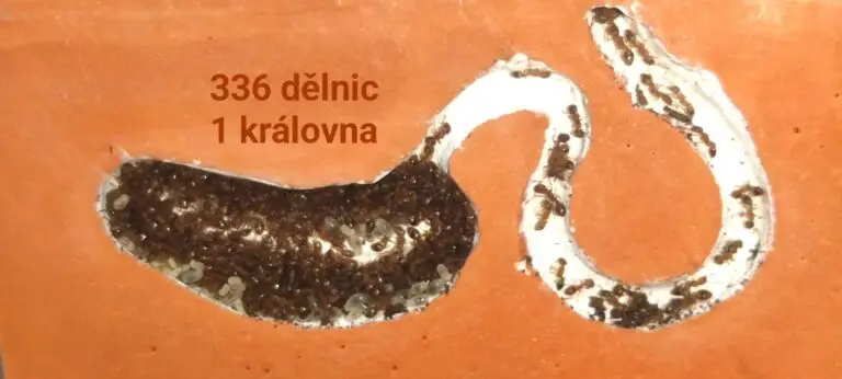 Temnothorax crassispinus, mravenec žaludový