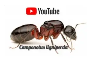 video o chovu mravenců