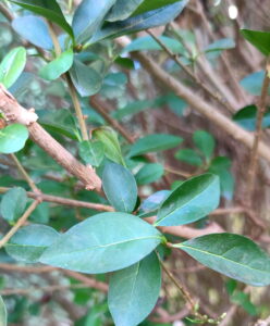 Potrava pro Atta a Acromyrmex, ptačí zob