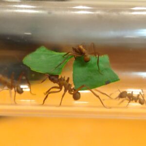 Acromyrmex octospinosus