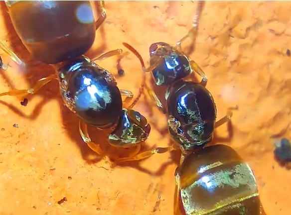 Lasius flavus, mravenec žlutý