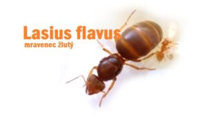 Lasius flavus, mravenec žlutý