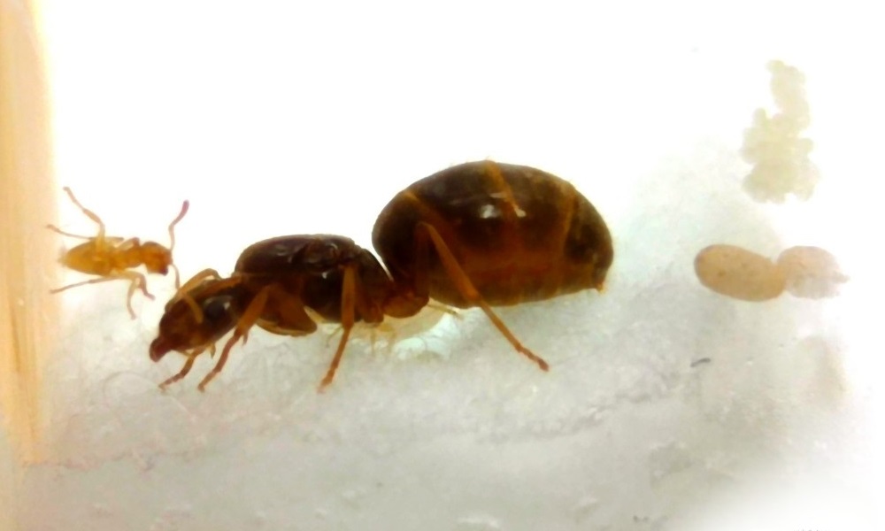 Lasius flavus, mravenec žlutý
