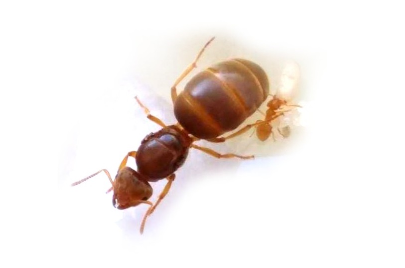 Lasius flavus, mravenec žlutý