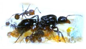 Messor bouvieri, mravenec zrnojed