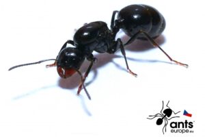 Messor bouvieri, zrnojed