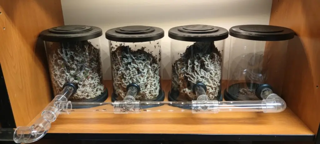 Nádrže ATTAcore s kolonií Acromyrmex octospinosus.