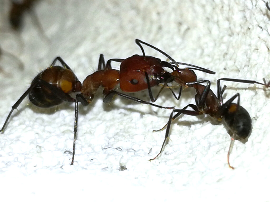 Camponotus nicobarensis