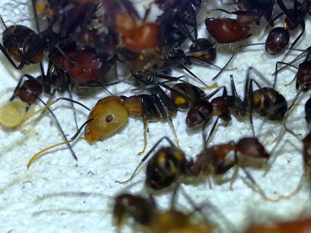 Camponotus nicobarensis