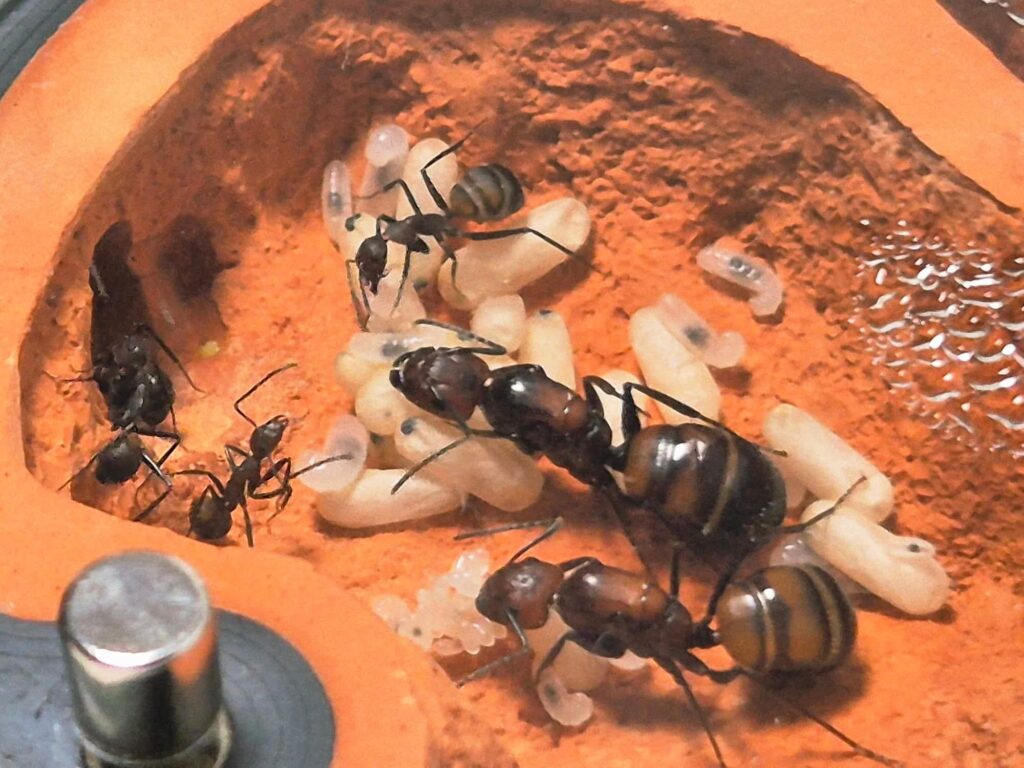 Camponotus nicobarensis ve formikáriu ANTcore MINI