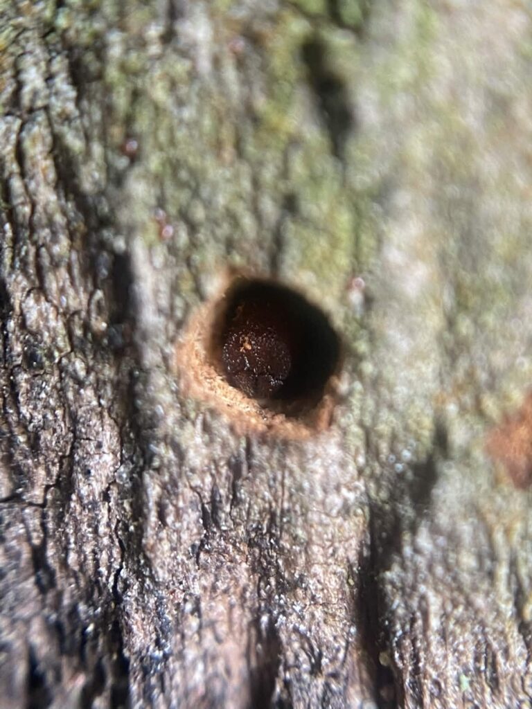 Colobopsis truncata ucpává hlavou vchod do hnízda