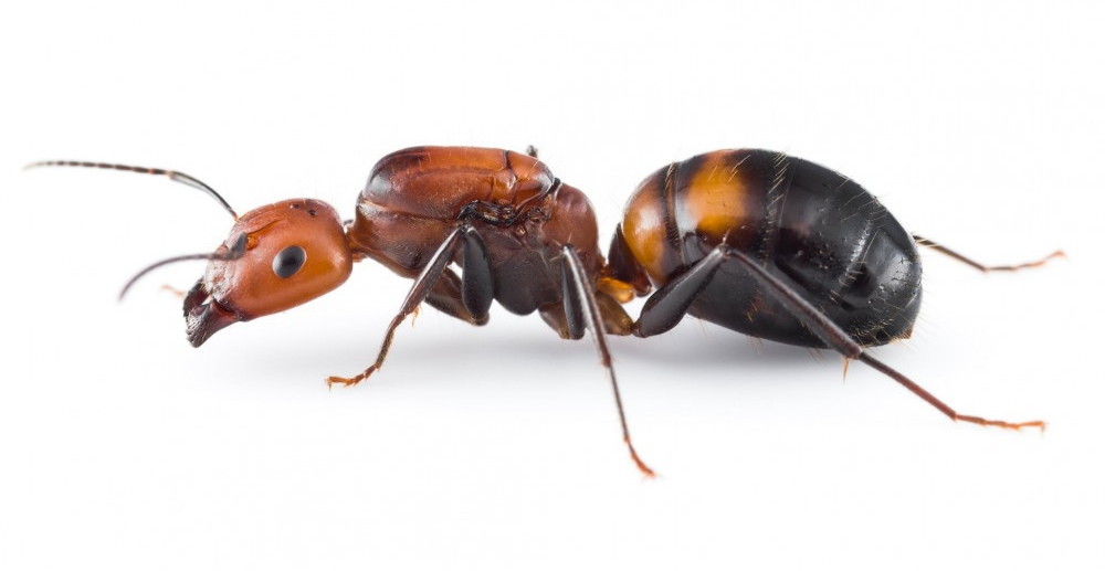 Camponotus nicobarensis