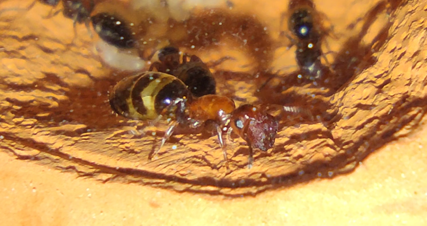 Fragmóza u Colobopsis truncata