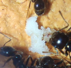 Mravenčí těsto kolonie Messor barbarus