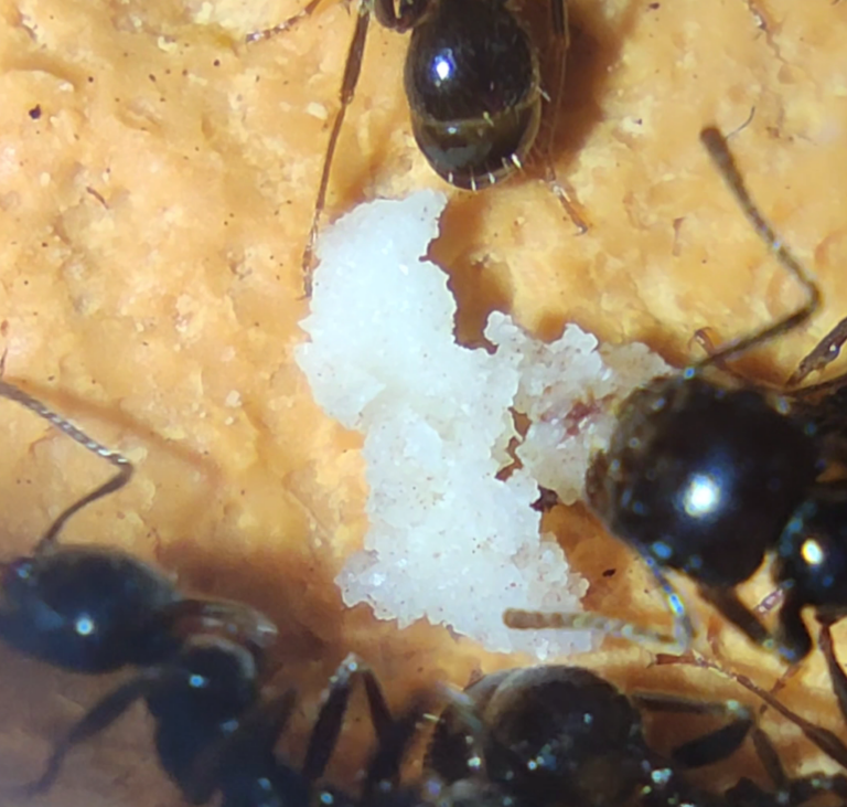 Mravenčí těsto kolonie Messor barbarus