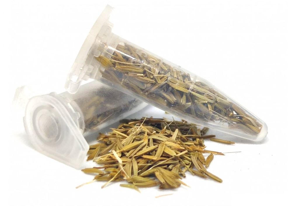 Semínka pampelišky pro zrnojedy