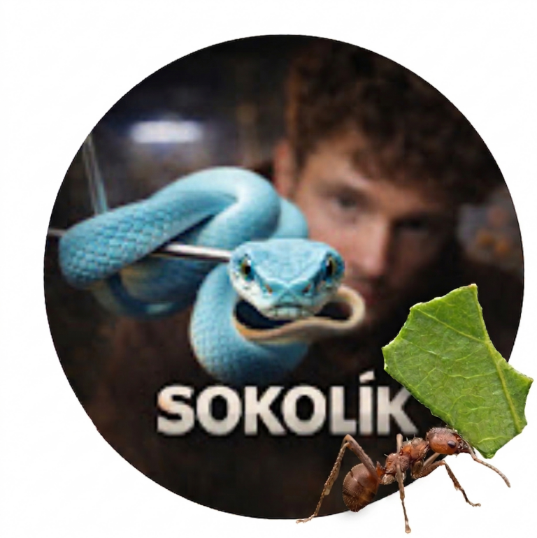 YouTuber Sokolík začal chovat Atta cephalotes.