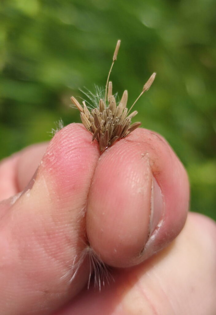 Semínka pampelišky pro mravence zrnojedy