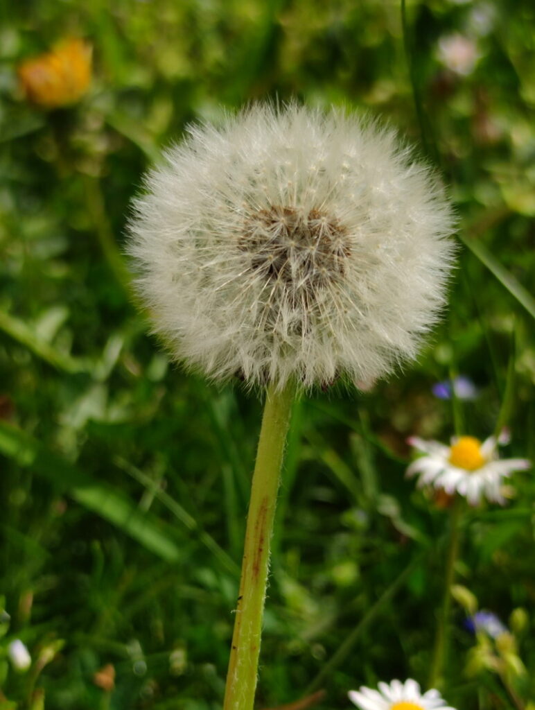 Semínka pampelišky pro mravence zrnojedy