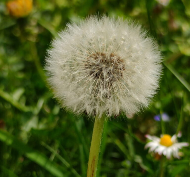 Semínka pampelišky pro mravence zrnojedy