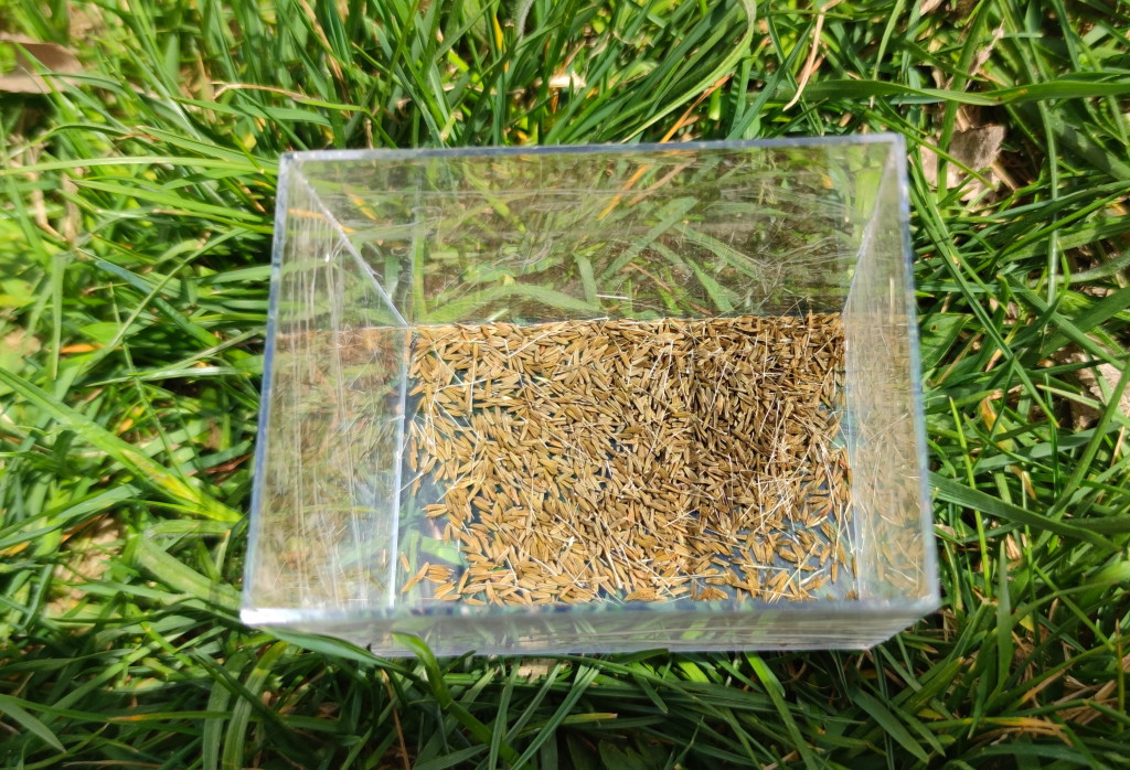 Semínka pampelišky pro mravence zrnojedy