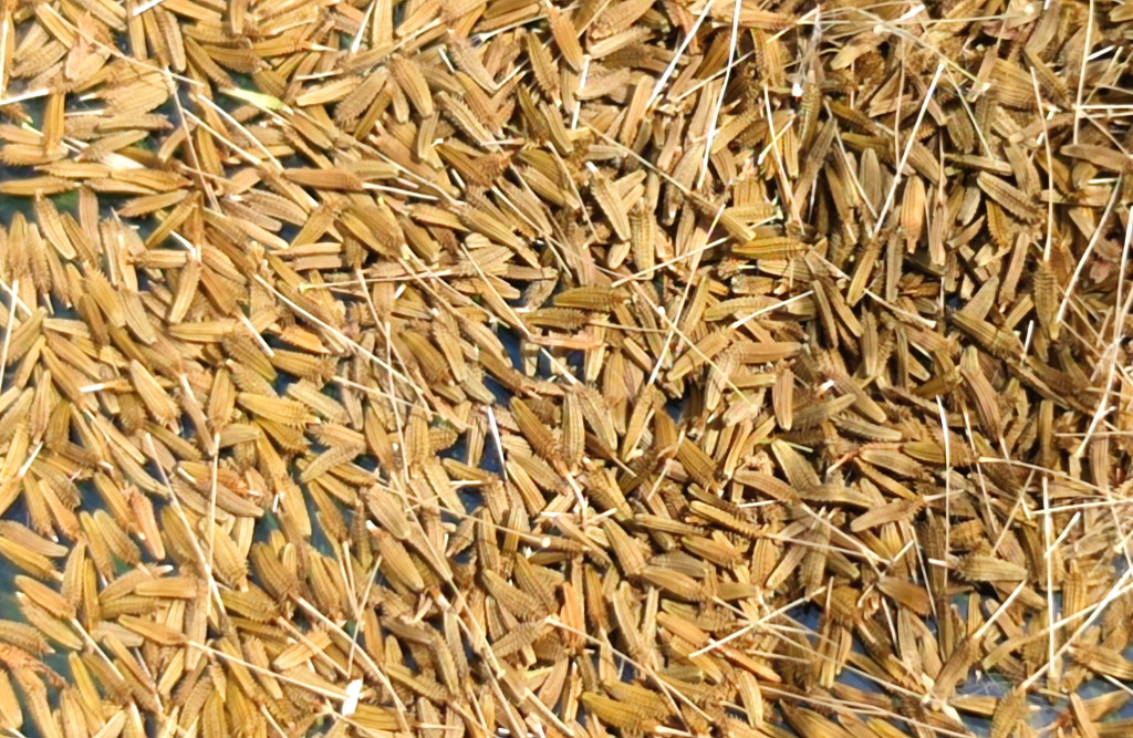 Semínka pampelišky pro mravence zrnojedy