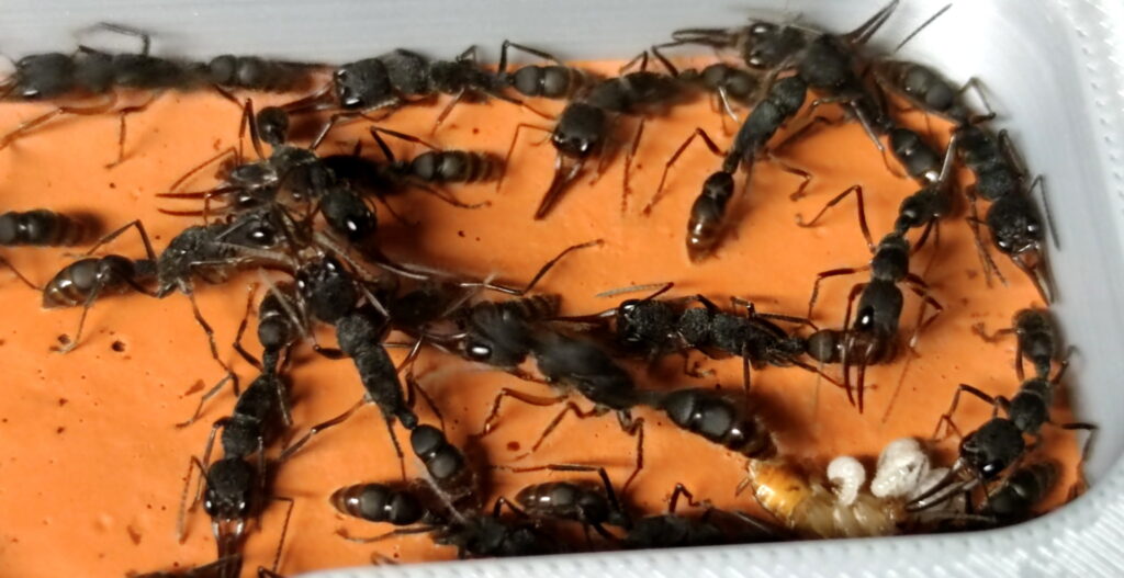 Harpegnathos venator