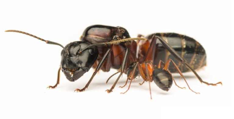 Mravenec dřevokaz, Camponotus ligniperda