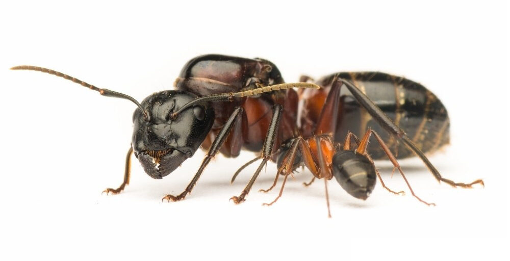 Mravenec dřevokaz, Camponotus ligniperda