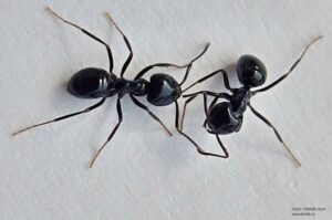 Lasius fuliginosus