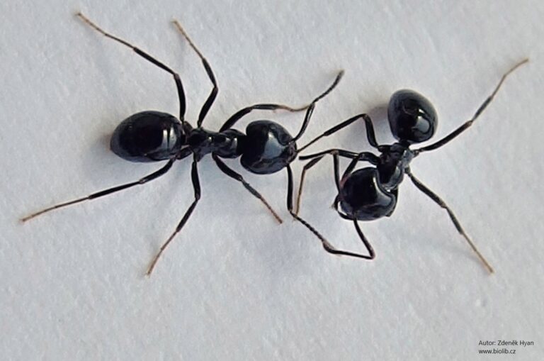 Lasius fuliginosus